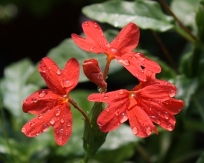Nile Queen Red Firecracker Flower, Crossandra, Crossandra infundibuliformis 'Nile Queen'